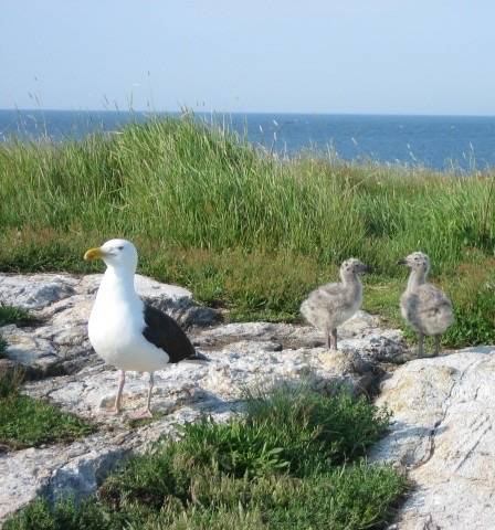 Great Black-Backed Gulls by shantybird is licensed under CC BY-NC-SA 2.0